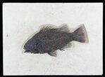 Huge Priscacara Serrata Fossil Fish - Inch Layer #30746-1